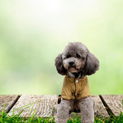 chien assis manteau pour chien camel