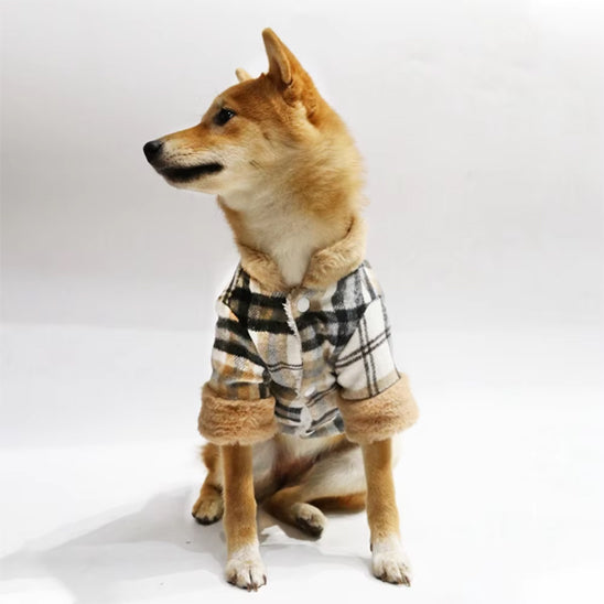 chien assis manteau pour chien