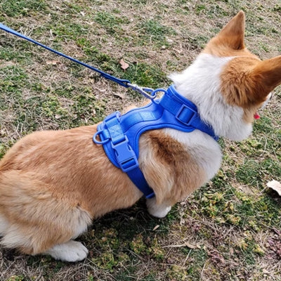Chien assis portant harnais chien ajustable