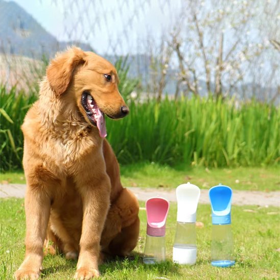 Chien assis regarde toutes les gourde chien herbe