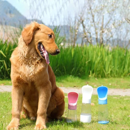 Chien assis regarde toutes les gourde chien herbe