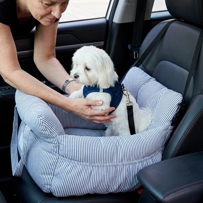 chien attacher avec ceinture de sécurité du Siege auto pour chien