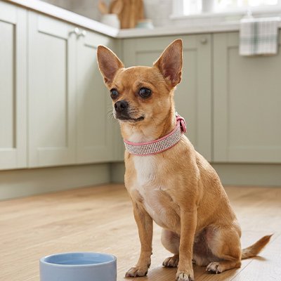 chien attend de manger porte Collier Petit Chien rose