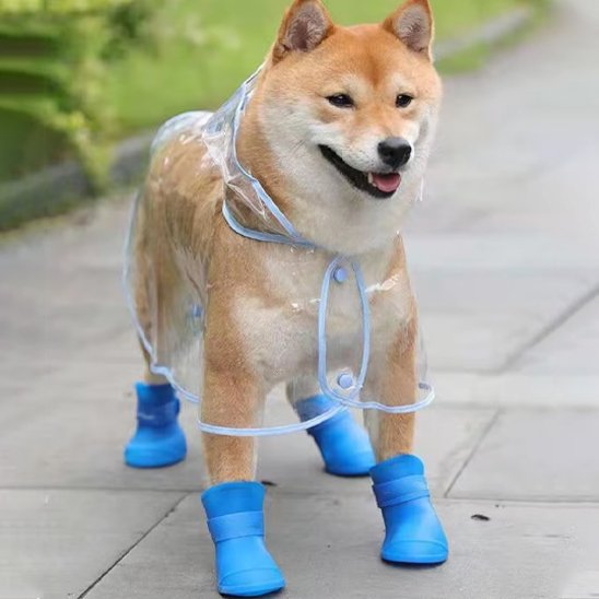 chien avec chaussure chien bleu