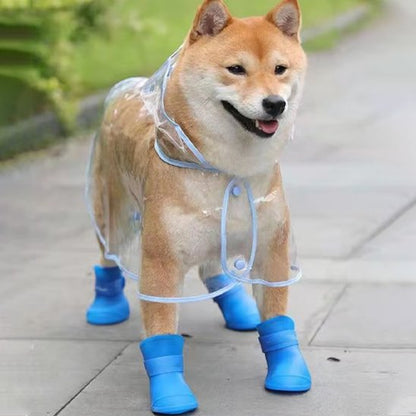chien avec chaussure chien bleu
