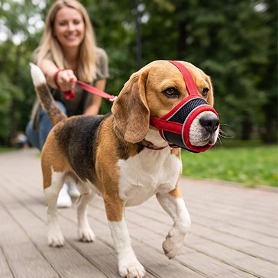Chien basset avec Muselière pour chien​
