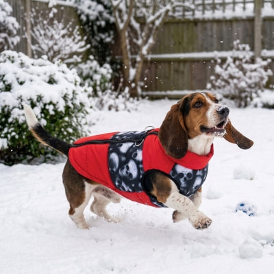 Chien basset trottine neige manteau pour chien