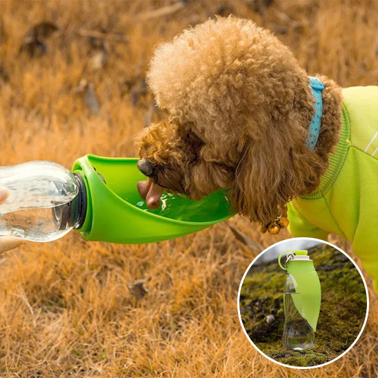Chien boie feuille gourde chien