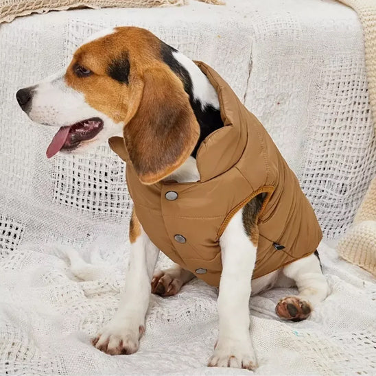 chien canape manteau pour chien cafe