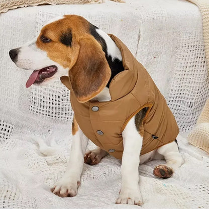 chien canape manteau pour chien cafe