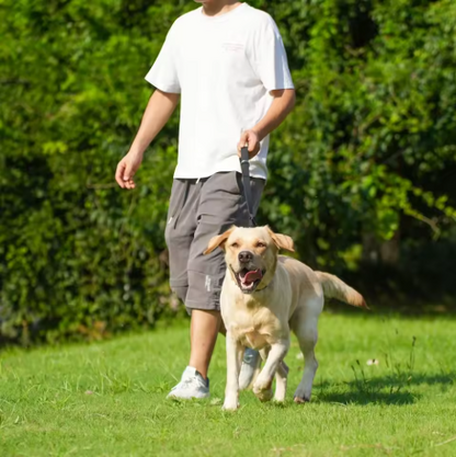 chien cour maitre laisse chien