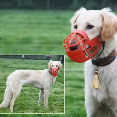Chien dans champ muselière chien rouge