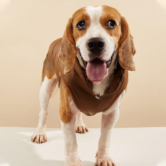 chien debout manteau pour chien couleur café