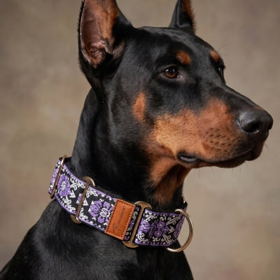 Chien dobermann porte collier pour chien violet