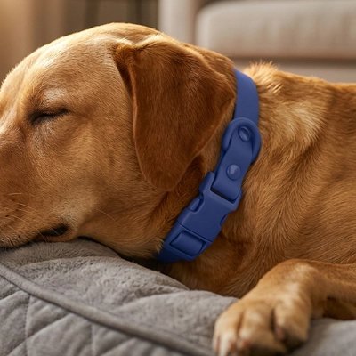 Chien dors avec son Collier pour Chien Bleu