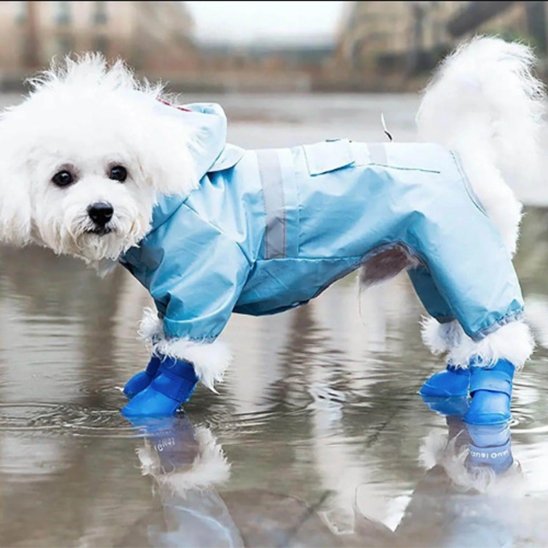 chien équipé contre la pluie avec chaussure chien