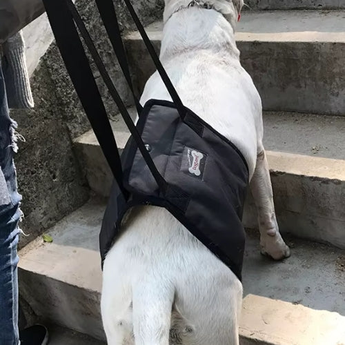 Chien grimpe marches harnais de levage pour chien
