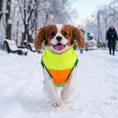 Chien heureux avec manteau chien