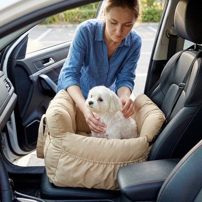 chien installer Siege auto pour chien jaunes