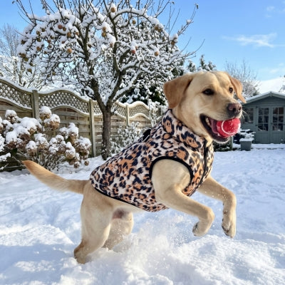 Chien joue neige jardin manteau pour chien