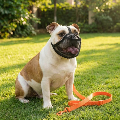 Chien laisse assis muselière bouledogue