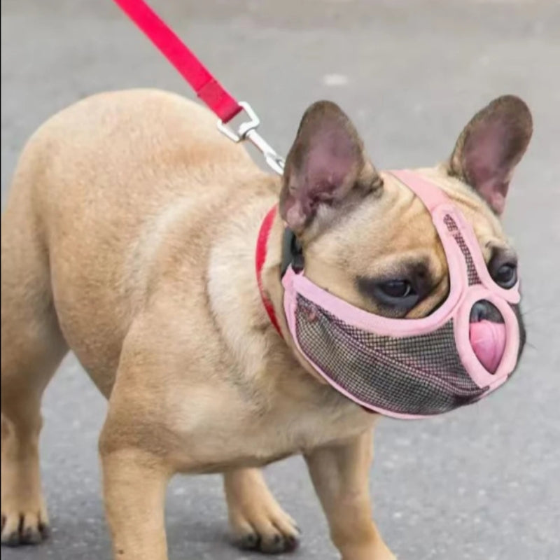 Chien laisse porte muselière pour chien brachycéphale