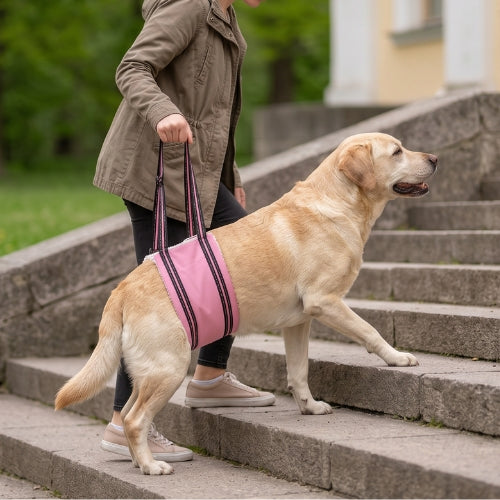 Chien maintenue pattes arrière harnais de levage pour chien
