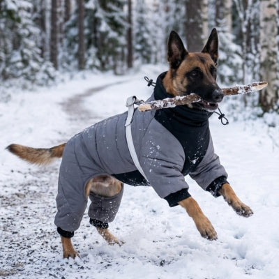Chien malinois joue bâton neige manteau pour chien