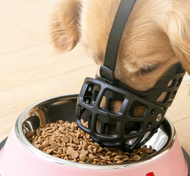 Chien mange croquette muselière pour chien