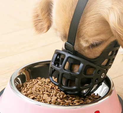Chien mange croquette muselière pour chien