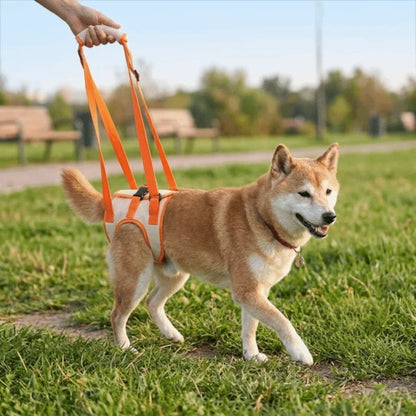 Chien marchant harnais levage chien femme aidante