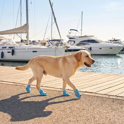 Chien marche port plaisance chaussure chien bleu