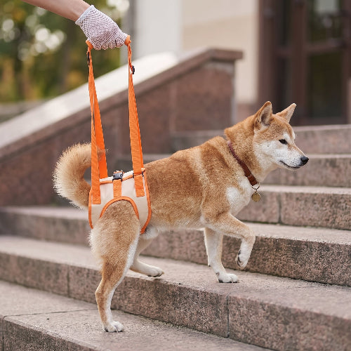 Chien monte marche aider avec harnais levage chien
