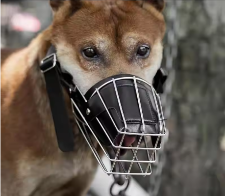 Chien neige muselière pour chien cuir