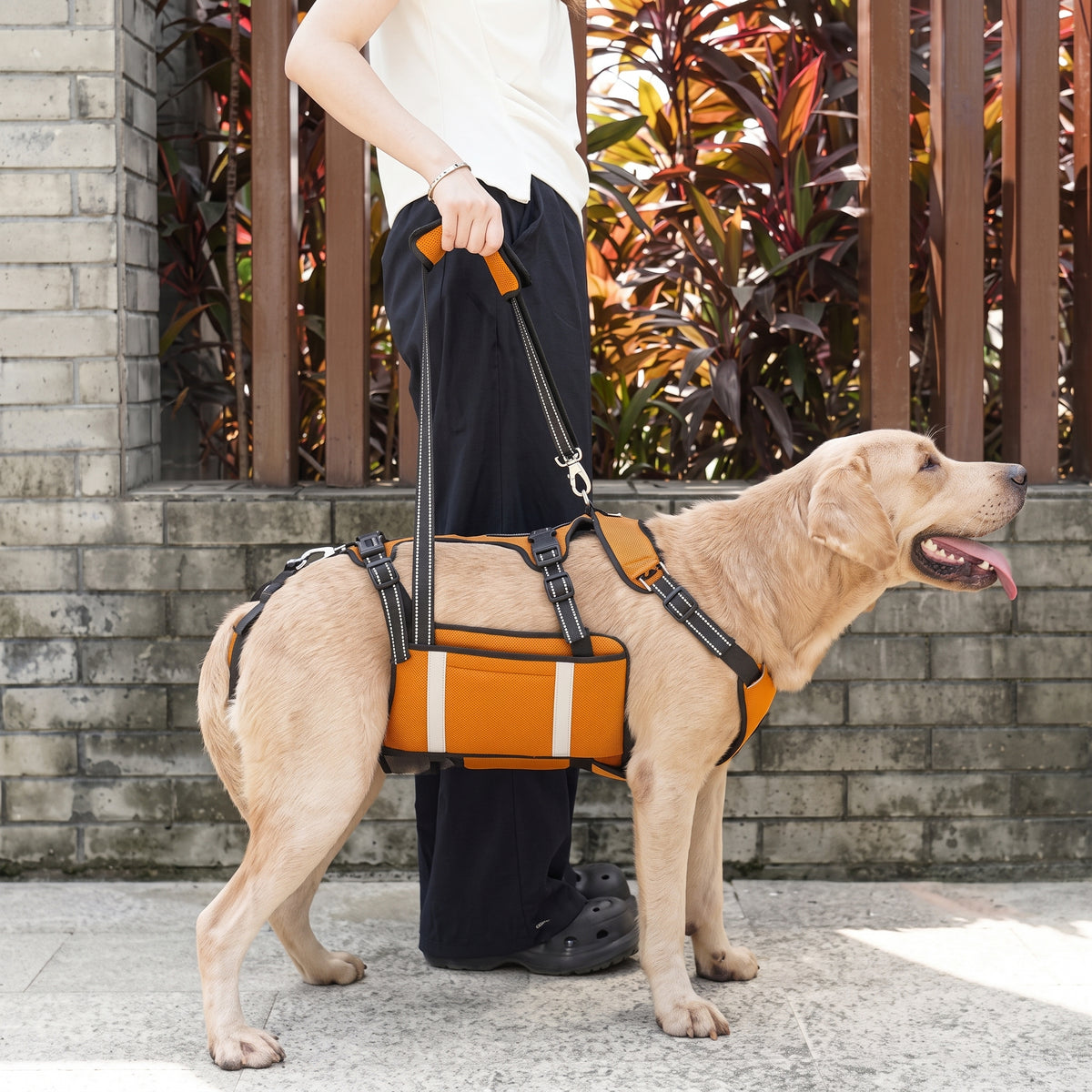 Chien portant harnais levage chien orange