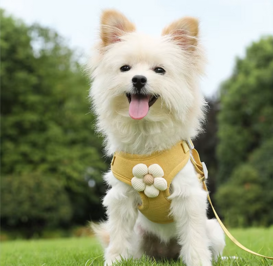 chien présente harnais pour petit chien jaune
