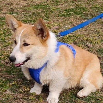 Chien prêt partir longue promenade harnais chien bleu