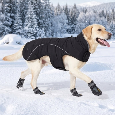 Chien promenade montagne manteau chien noir