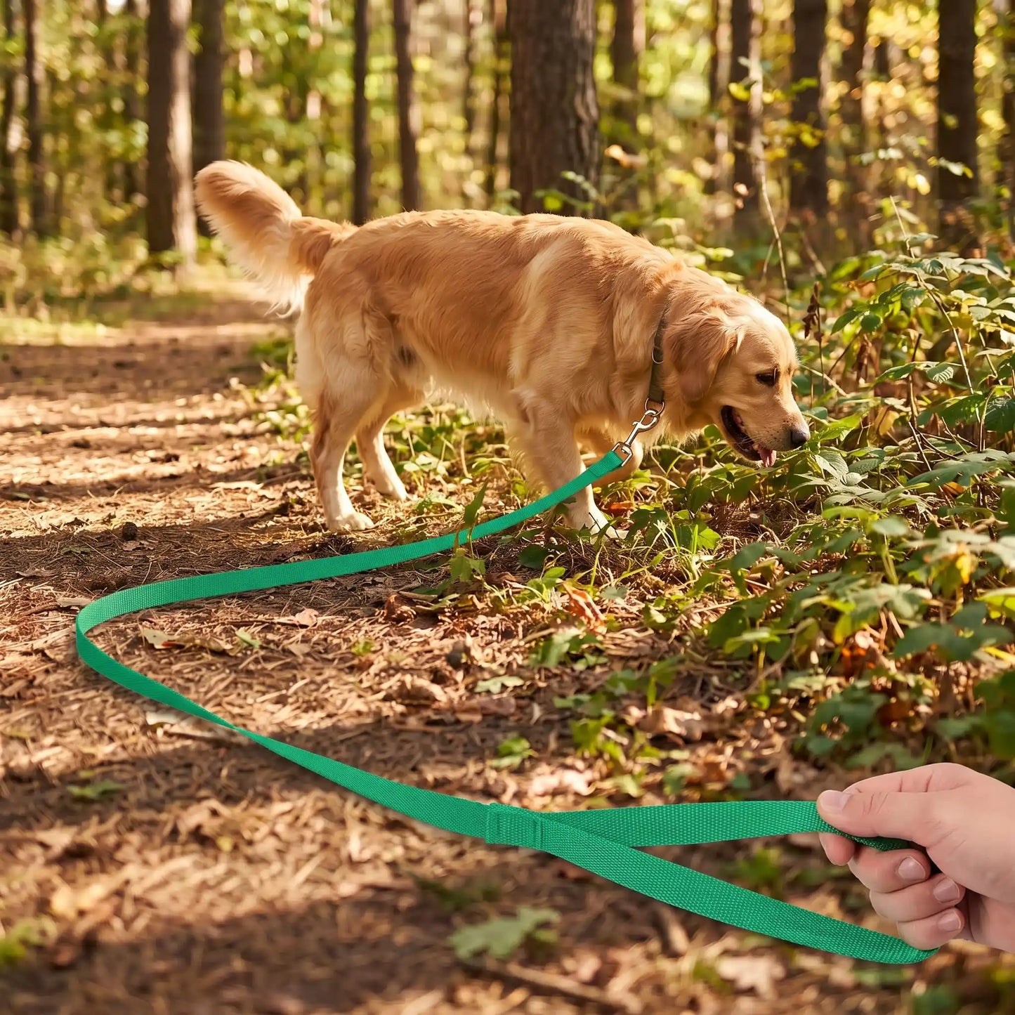 Chien promenade sous bois longe pour chien vert