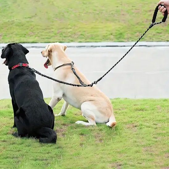 chien regarde la petite route en laisse double pour chien