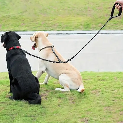 chien regarde la petite route en laisse double pour chien