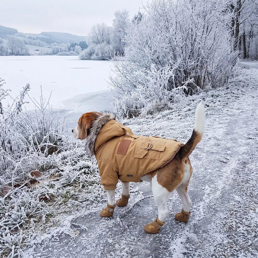 Chien regarde lac geler manteau pour chien chaussures chien