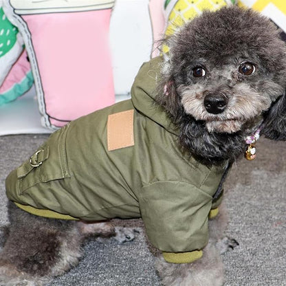 chien regarde manteau pour chien