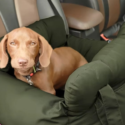 Chien regarde yeux grand ouvert sac auto pour chien vert