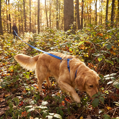 Chien renifle les hautes herbe longe pour chien