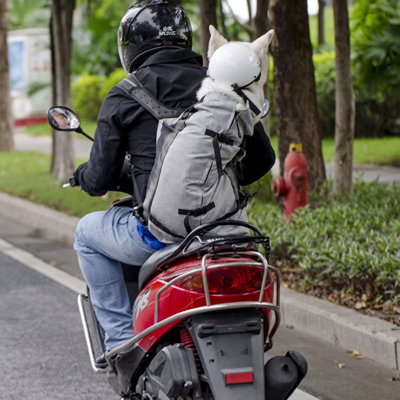 Chien sac à dos pour petit chien faisant scooter