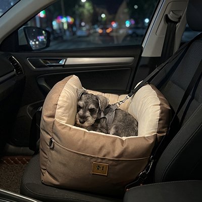 chien se repose pendant le trajet dans Siege auto pour chien 