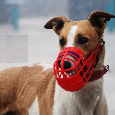 Chien sous pluie muselière chien rouge