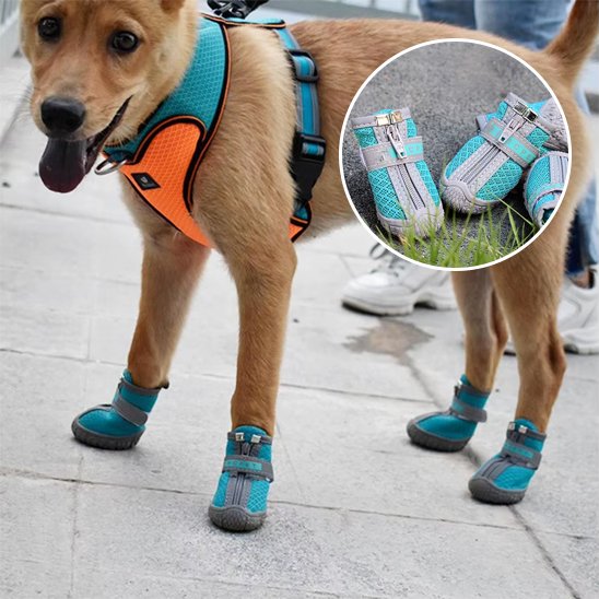 chien sur chaussée montre ces chaussure chien