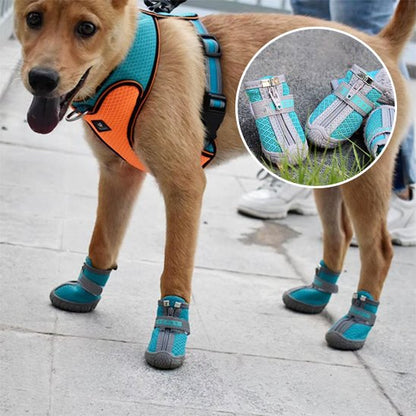 chien sur chaussée montre ces chaussure chien